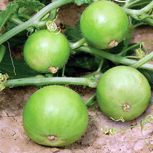 tinda - desi vegetable seeds