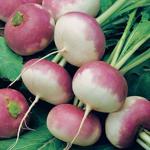 turnip purple top - desi vegetable seeds