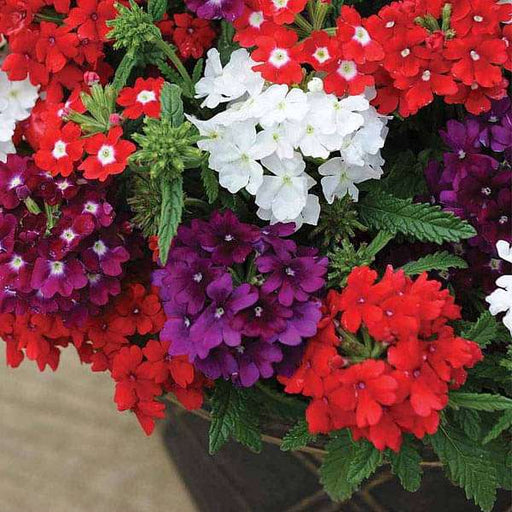 verbena quartz mixed color - flower seeds