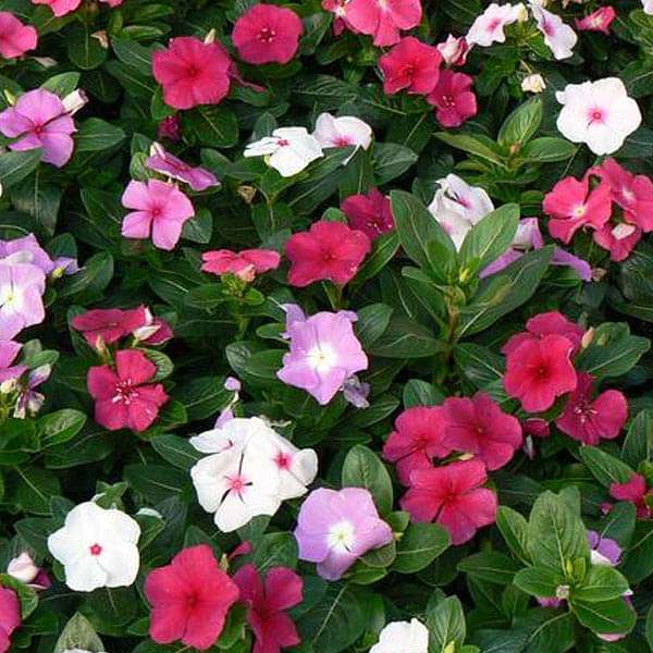 vinca f1 nana mixed color - flower seeds