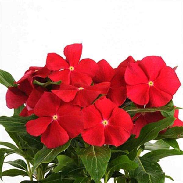 vinca f1 nana rose - flower seeds