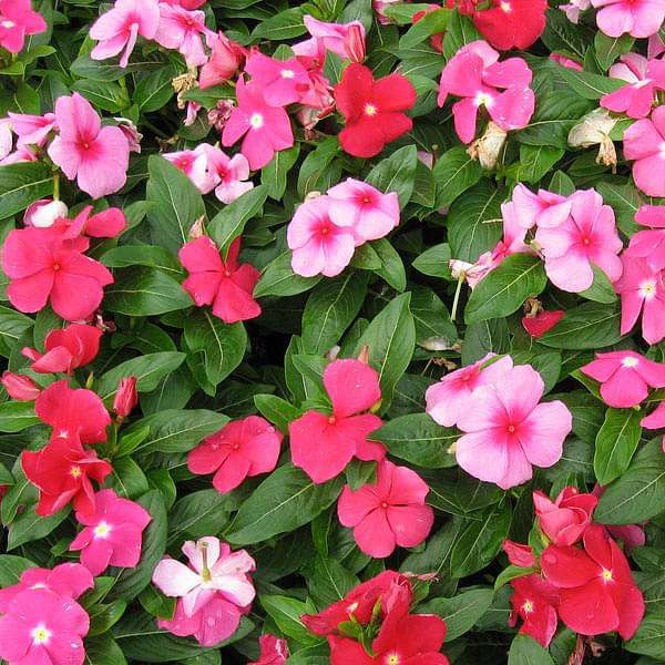 vinca mixed color - desi flower seeds