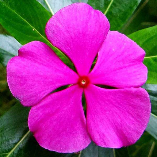 vinca rosea pink - desi flower seeds