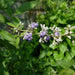 vitex negundo - 0.5 kg seeds