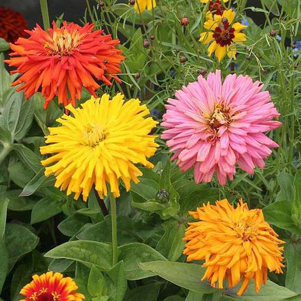 zinnia cactus mixed color - desi flower seeds