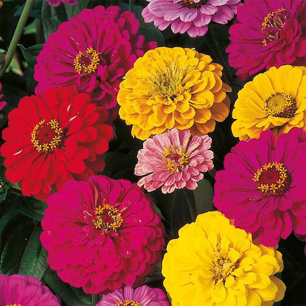 zinnia dahlia mixed color - desi flower seeds