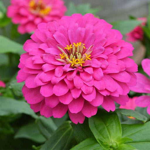 zinnia f1 elegans pink - flower seeds