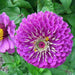 zinnia f1 elegans purple - flower seeds