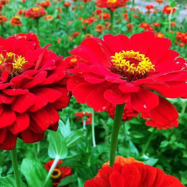 zinnia red tall - desi flower seeds