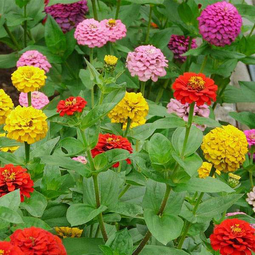 zinnia tall mixed color - desi flower seeds