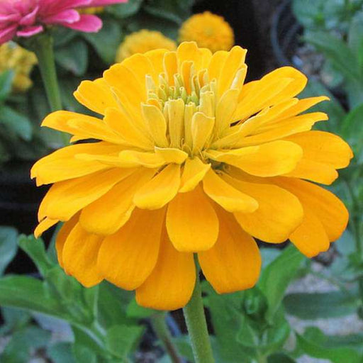 zinnia yellow tall - desi flower seeds