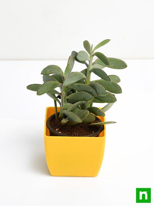 senecio crassissimus - plant