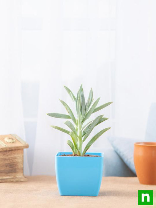 senecio ficoides mount everest - plant