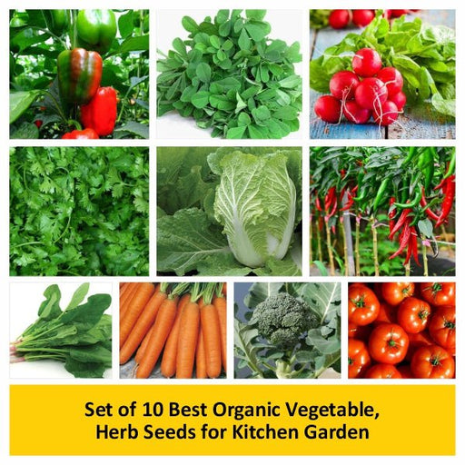 set of 10 best organic vegetable 