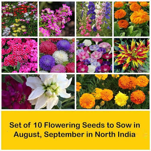 set of 10 flowering seeds to sow in august 