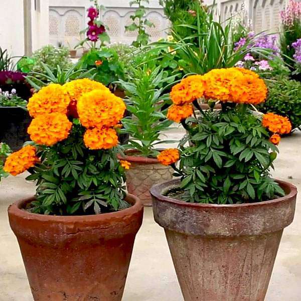 set of 13 magical marigold flower seeds 