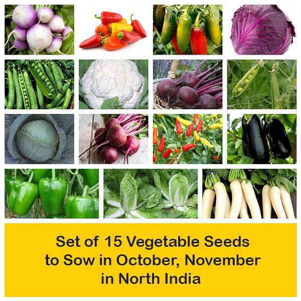 set of 15 vegetable seeds to sow in october 