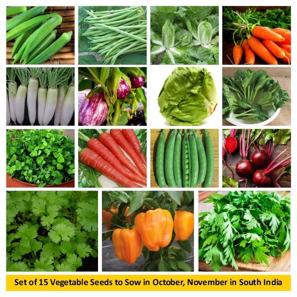 set of 15 vegetable seeds to sow in october 