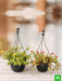 set of 2 adorable portulaca plants in hanging baskets 