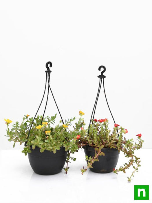 set of 2 adorable portulaca plants in hanging baskets 