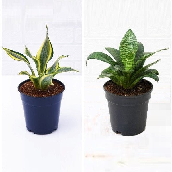 Set of 2 Snake Plants