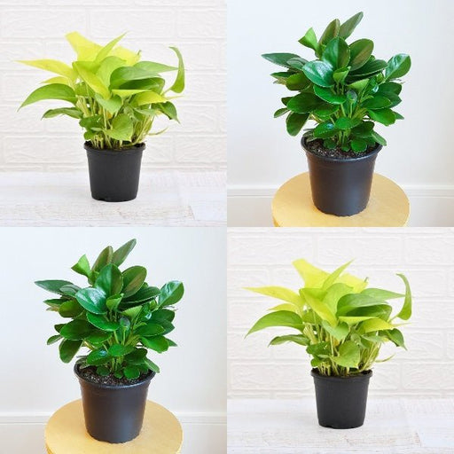 set of 2 stress relieving plants pack 