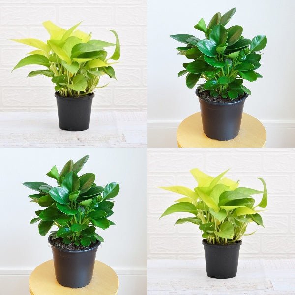 set of 2 stress relieving plants pack 