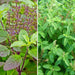 set of 2 tulsi plant seeds (rama + shyama) 