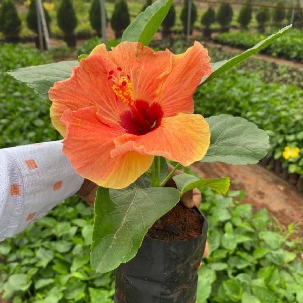 Set of 2 Vibrant Hibiscus Plants for Your Garden