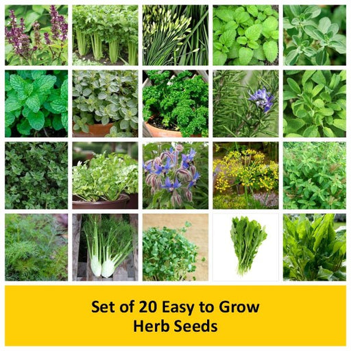 set of 20 easy to grow herb seeds 