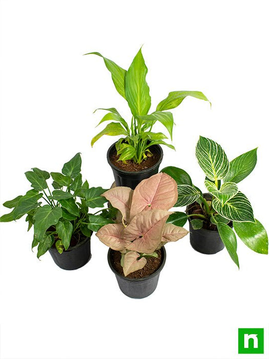 Set of 4 Natural Air Purifier Plants for Home Garden