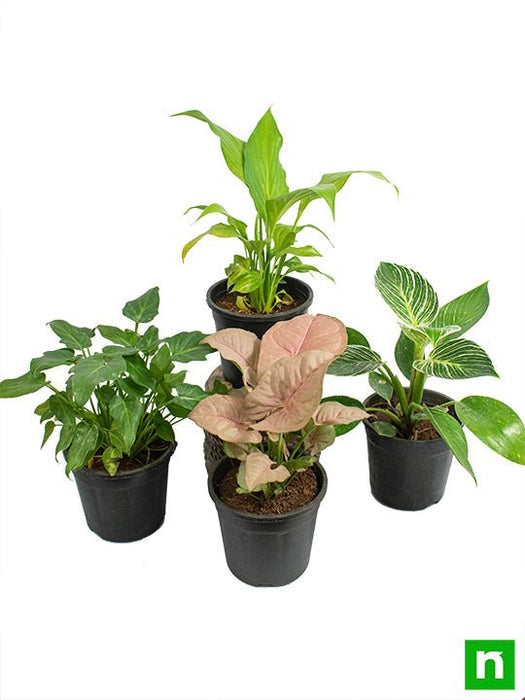 Set of 4 Natural Air Purifier Plants for Home Garden