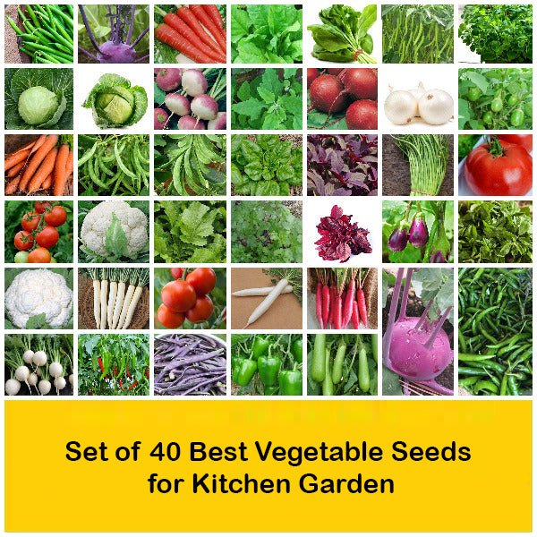 set of 40 best vegetable seeds for kitchen garden 