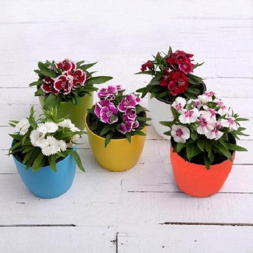 set of 5 beautiful dianthus plants 