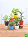 set of 6 plants for healthy and refreshing day 