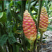 shampoo ginger - plant