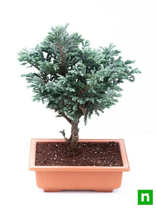 silver cypress bonsai - plant