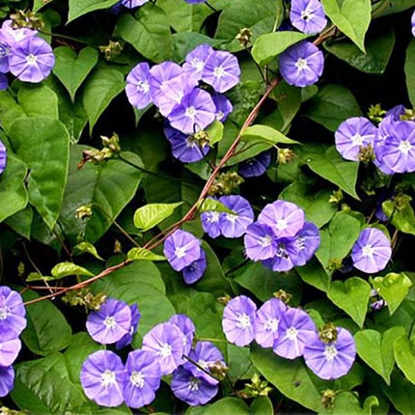 skyblue clustervine - plant