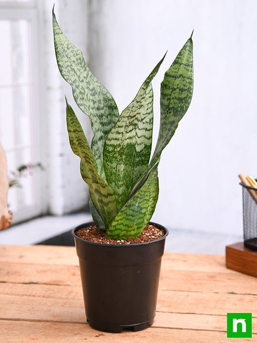 snake plant - plant