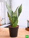 snake plant - plant