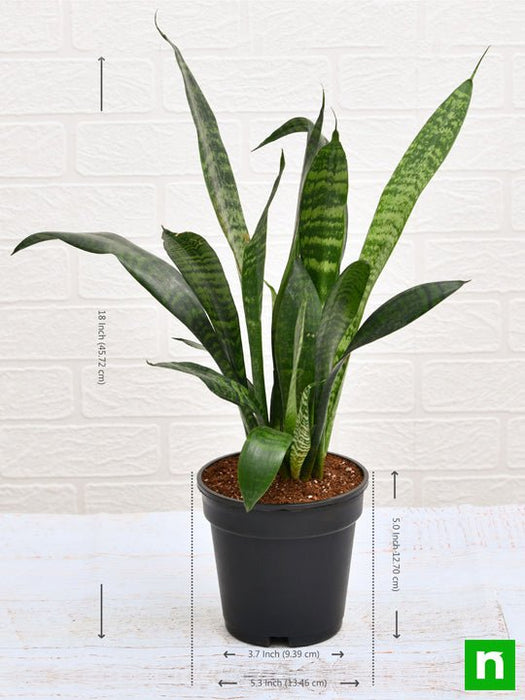 snake plant - plant