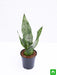 snake plant - plant