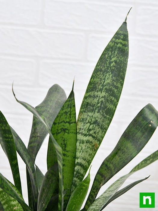 snake plant - plant