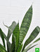 snake plant - plant