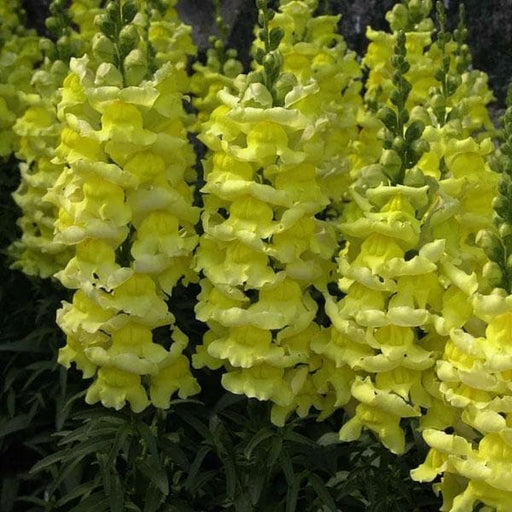 antirrhinum - plant