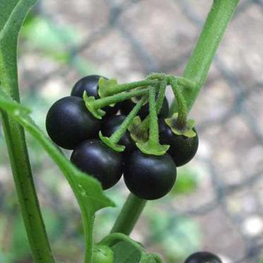 solanum indicum - 0.5 kg seeds