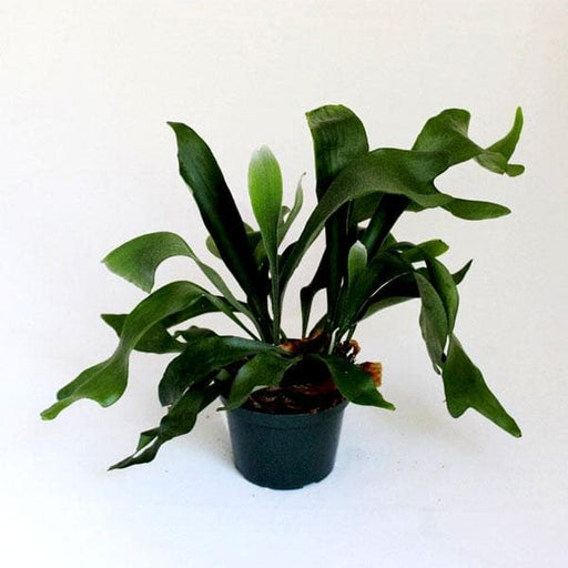 staghorn fern - plant