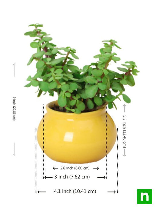 symbol of friendship jade plant in handi pot 