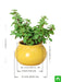 symbol of friendship jade plant in handi pot 