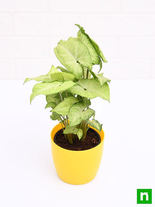 syngonium green - plant